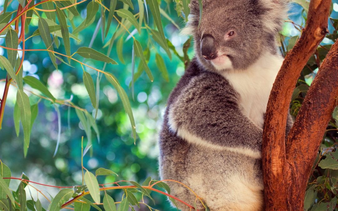 AUSTRALIA