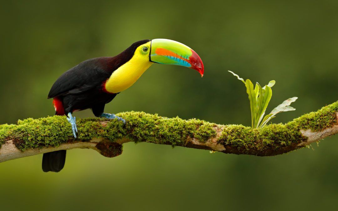 COSTA RICA